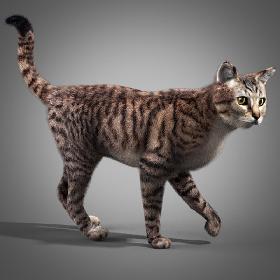 Striped Cat